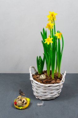 Sarı nergisler, büyük bir tencerede ampuller ve gri bir duvarın arkasında Paskalya için yumurtalar..