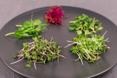 Gri arka planda gri bir plaka üzerinde filizler. Mikroyeşiller, turplar, hardal, arugula, bezelye, artanth, antioksidan, detoks, diyet, salata takviyesi. Vejetaryen, sağlıklı yemek. Yakın plan..