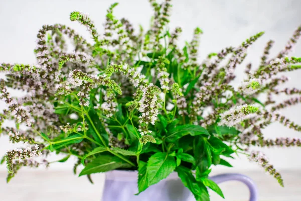 Lilac mint flowers with green leaves on a white background. Homemade herbs for tea. Close-up.