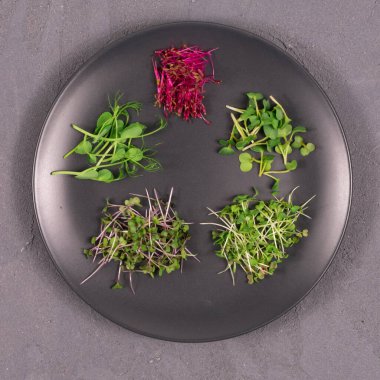 Gri arka planda gri bir plaka üzerinde filizler. Mikroyeşiller, turplar, hardal, arugula, bezelye, artanth, antioksidan, detoks, diyet, salata takviyesi. Vejetaryen, sağlıklı yemek. Üst görünüm.