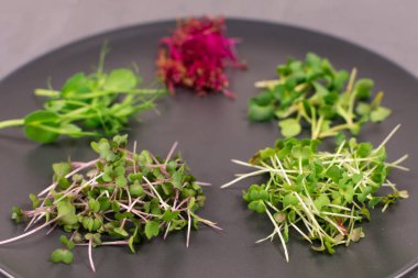 Gri arka planda gri bir plaka üzerinde filizler. Mikroyeşiller, turplar, hardal, arugula, bezelye, artanth, antioksidan, detoks, diyet, salata takviyesi. Vejetaryen, sağlıklı yemek. Üst görünüm.