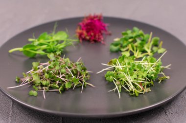 Gri arka planda gri bir plaka üzerinde filizler. Mikroyeşiller, turplar, hardal, arugula, bezelye, artanth, antioksidan, detoks, diyet, salata takviyesi. Vejetaryen, sağlıklı yemek. Yakın plan..