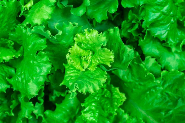 Fresh green salad salad background. Vegetarianism concept.