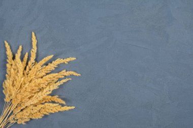 Beton mavisi arka planda dikenler. Yazı için uygun bir yer. Yukarıdan bak. Sonbahar konsepti, hasat.