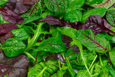 Marul karışımı arka planda kalır. Taze salata örneği, roka, mor salata, ıspanak. Yukarıdan görüntüle.