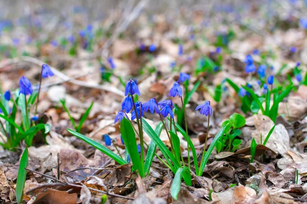 숲 속의 많은 푸른 눈 방울들 이 흐릿하게 초점을 맞추고 있습니다. 선택적 집중입니다. 봄. 봄 시간. — 스톡 사진