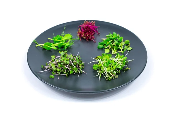 Microgreen sprouts of peas, red cabbage, amaranth, mustard, radish on a gray plate on a white table. Proper nutrition. Vegan food. — Stock Photo, Image