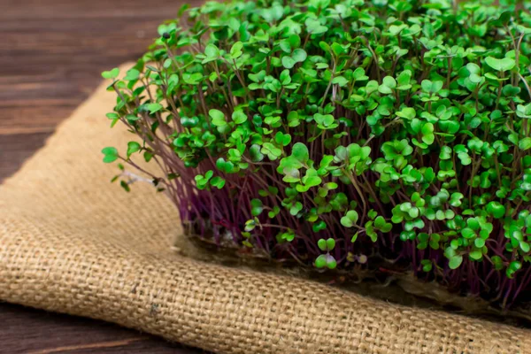 Mikrogreener av rödkål odlas i en behållare hemma på en trasa på ett träbord. Begreppet ordentlig vegansk mat. — Stockfoto