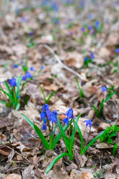 숲 속의 많은 푸른 눈 방울들 이, 초점 이 흐려 지는 갈색 잎사귀들 과 마주 칩니다. 선택적 집중입니다. 봄. 봄 시간. — 스톡 사진