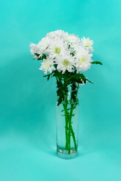 Ramo de crisantemos blancos en un jarrón de vidrio sobre un fondo azul. Tarjeta del día de la madre. Hermosas flores de crisantemo — Foto de Stock