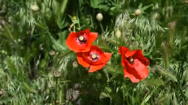 Vídeo. Amapolas rojas sobre un fondo de campo de hierba verde. Hermosas amapolas. Verano — Vídeo de stock