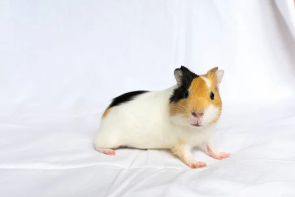 Rothaarige mit weißen Flecken Meerschweinchen auf einer weißen Wand Hintergrund. — Stockfoto