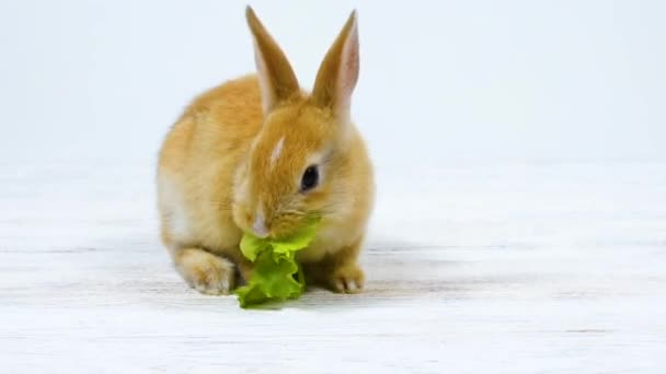 愛らしいふわふわの小さなウサギは、白い背景に緑の葉を噛みます。食料とペットの概念. — ストック動画