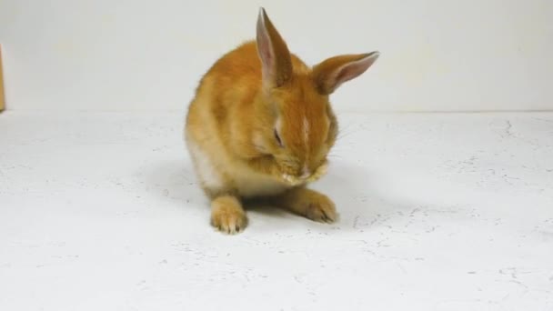 Маленький рыжий пушистый милый кролик моет свою морду на белом фоне крупным планом. Пасхальный кролик на весенние праздники — стоковое видео