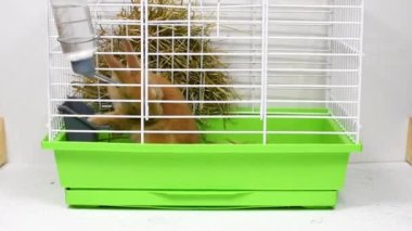 Kızıl tavşan bir kafeste yıkanır. Hayvanları kafeste tutma kavramı..