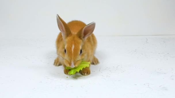 可爱的毛茸茸的小兔子在白色背景上咀嚼着一片绿叶。食品和宠物概念. — 图库视频影像