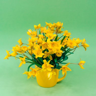 Yellow forest tulips in a yellow circle on a green background. The basis for the postcard. Mothers Day, 8 March.