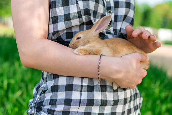 Uma menina está segurando um coelho ruivo bonito dormindo em seus braços, em um parque na natureza. Close-up. — Fotografia de Stock