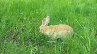 A small redhead rabbit hides in the green grass.