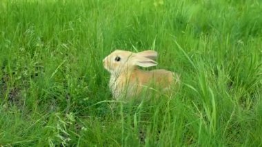 A small red rabbit washes in the green grass.