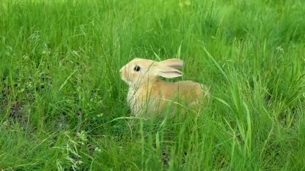 Un pequeño conejo rojo se lava en la hierba verde. — Vídeo de stock
