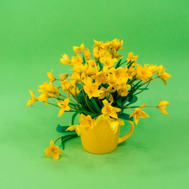 Yellow forest tulips in a yellow circle on a green background. The basis for the postcard. Mothers Day, 8 March.