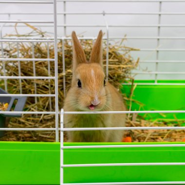 A cute little ginger rabbit looks out of the cage. The rabbit is chewing. A beautiful pet. Fluffy animal, fur. Home, joy. Close-up.