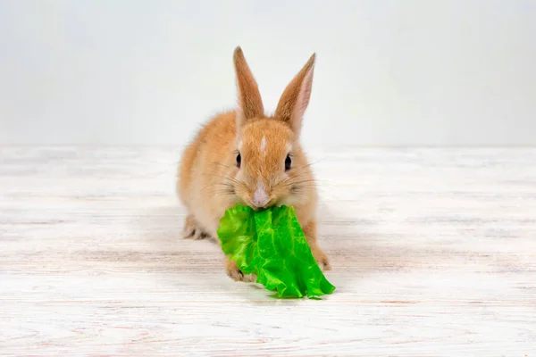 Kleines Ingwer-Kaninchen kaut ein grünes Grasblatt auf weißem Hintergrund — Stockfoto