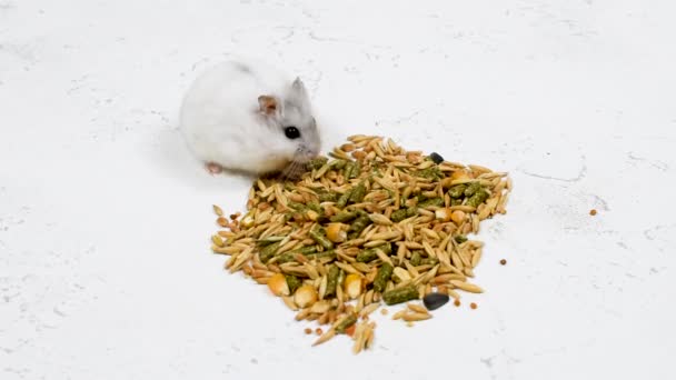 White Dzungarian hamster eating a sunflower seed — Stockvideo