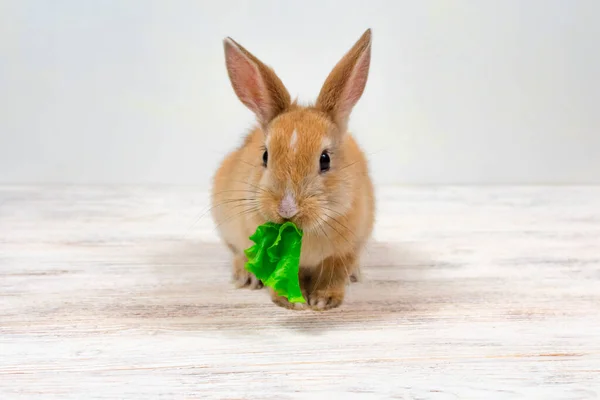 Pequeno coelho gengibre mastiga uma folha verde de grama em um fundo branco — Fotografia de Stock