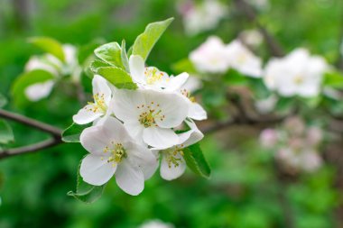 Bulanık bir arka planda baharda çiçek açan elma ağacı. Seçici odak.