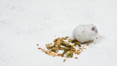 Küçük beyaz tüylü bir hamster, beyaz bir arka planda, bir grup tohumun yanında yıkanır.