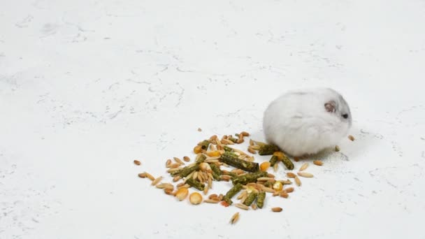 Маленький белый пушистый хомяк моется и смотрит на белом фоне рядом с кучей семян крупным планом — стоковое видео
