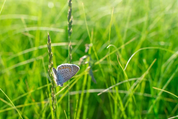 Ein silber verstreuter blauer Schmetterling Plebejus argus ruht und sitzt auf dem Gras vor einem verschwommenen grünen Hintergrund. Gewöhnlicher kleiner blauer Schmetterling im natürlichen Lebensraum. Platz für eine Inschrift. Verschwommen — Stockfoto