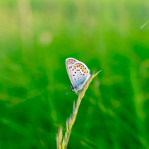 Ένα ασημί ριγμένο μπλε πεταλούδα Plebejus argus ξεκουράζεται και κάθεται στο γρασίδι σε ένα θολό πράσινο φόντο. Κοινή μικρή μπλε πεταλούδα στο φυσικό περιβάλλον — Φωτογραφία Αρχείου