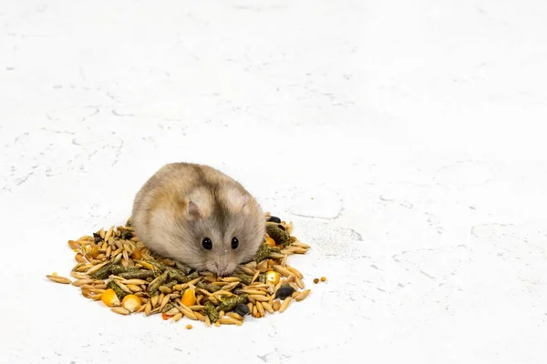 A fluffy ginger hamster sits on a pile of food and looks. Pet feeding concept. Place for an inscription. — Stock Photo, Image