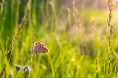 Kelebek Plebejus argus gün batımında güneşin ışınlarında bulanık yeşil bir arka planda dinlenir ve çimenlere oturur. Doğal ortamında yaygın küçük bir kelebek. Bir yazıt için yer