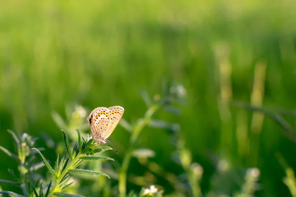 Ein brauner kleiner Schmetterling ruht und sitzt auf dem Gras vor einem verschwommenen grünen Hintergrund. Gewöhnlicher kleiner brauner Schmetterling in seinem natürlichen Lebensraum. Platz für eine Inschrift. Unscharfer grüner Hintergrund — Stockfoto