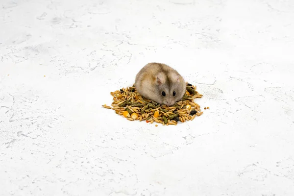 En fluffig ingefärshamster sitter på en hög med mat och ser ut. Sällskapsdjursfoder. Plats för inskrift. — Stockfoto