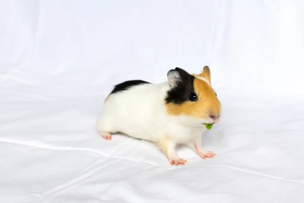 Cabelo ruivo com manchas brancas cobaia em um fundo de parede branca. — Fotografia de Stock