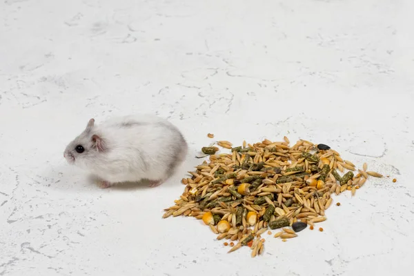Mały biały dzungarski chomik siedzi w pobliżu stosu jedzenia na białym tle — Zdjęcie stockowe