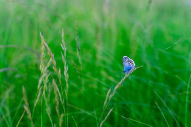 Mavi kelebek Plebejus argus dinlenir ve bulanık yeşil arka planda çimlerin üzerinde oturur. Doğal ortamında yaygın olarak görülen küçük mavi kelebek. Yazı için uygun bir yer. Bulanık yeşil arkaplan