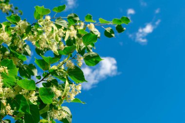 Yeşil yapraklı dallardaki ıhlamur çiçekleri mavi gökyüzünün arka planına karşı. Yazı için uygun bir yer. Yaz mevsimi çiçekleri.