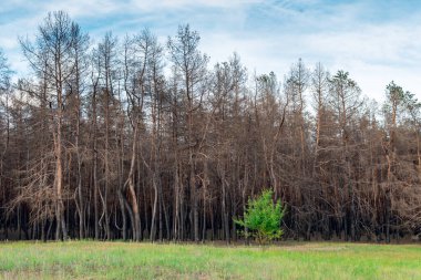 Yanmış kozalaklı bir ormanın arka planında genç bir yaprak döken ağaç. Kozalaklı ağaçlar, yeşil çimenlerin arka planında çıkan yangında yanıp kül oldu. Orman yangınları sorunu.