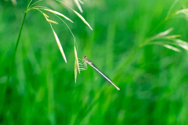 Μια λιβελούλα κάθεται στο γρασίδι σε ένα θολό φόντο με πράσινο γρασίδι στο παρασκήνιο. Κοντινό πλάνο μιας μπλε λιβελούλας σε ένα θολό φυσικό φόντο. — Φωτογραφία Αρχείου