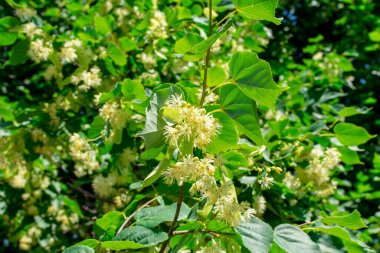 Ağaçların dallarındaki ıhlamur çiçekleri.