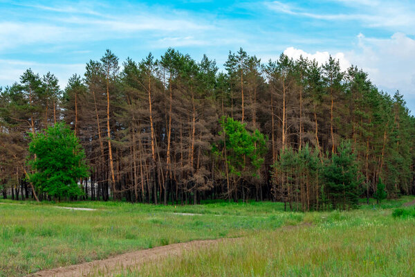 Burnt trees of the coniferous forest against the background of a green glade. Coniferous trees burned down during a fire against a background of green grass. The problem of forest fires. Place for an