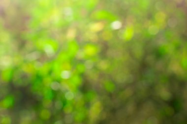 Bulanık sarı-yeşil arka plan. Sonbaharda arka plan bulanıklaşır. Bulanık sarı-yeşil yapraklar..