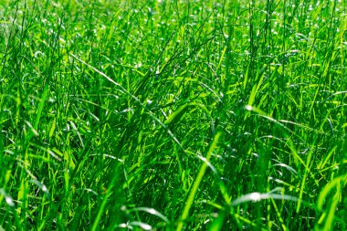 Çayırda yağmurdan sonra yeşil çimenler. Taze bahar yeşili çimen arka planı. Parlak doğal yeşil renk.