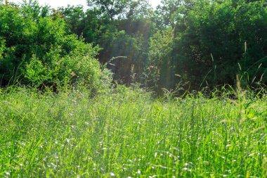 Bahar doğası sahnesi. Güzel bir manzara. Karahindiba, yeşil çim, ağaçlar ve çiçeklerle dolu bir park. Sakin bir arkaplan, güneş ışığı. Manzara güzelliği arka planı.
